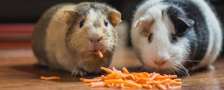Pet Shop Insurance
